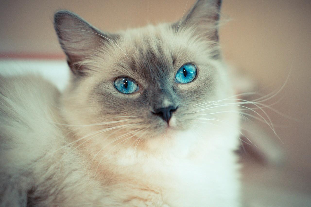 Cat bCHc9dHit
