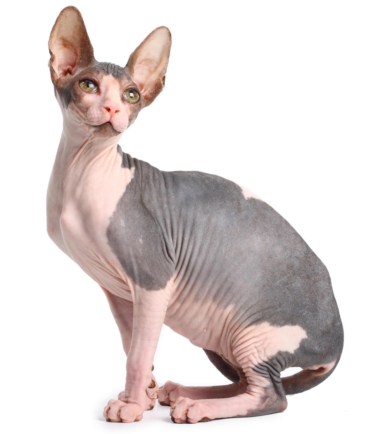 Cat bRLzjs5nf