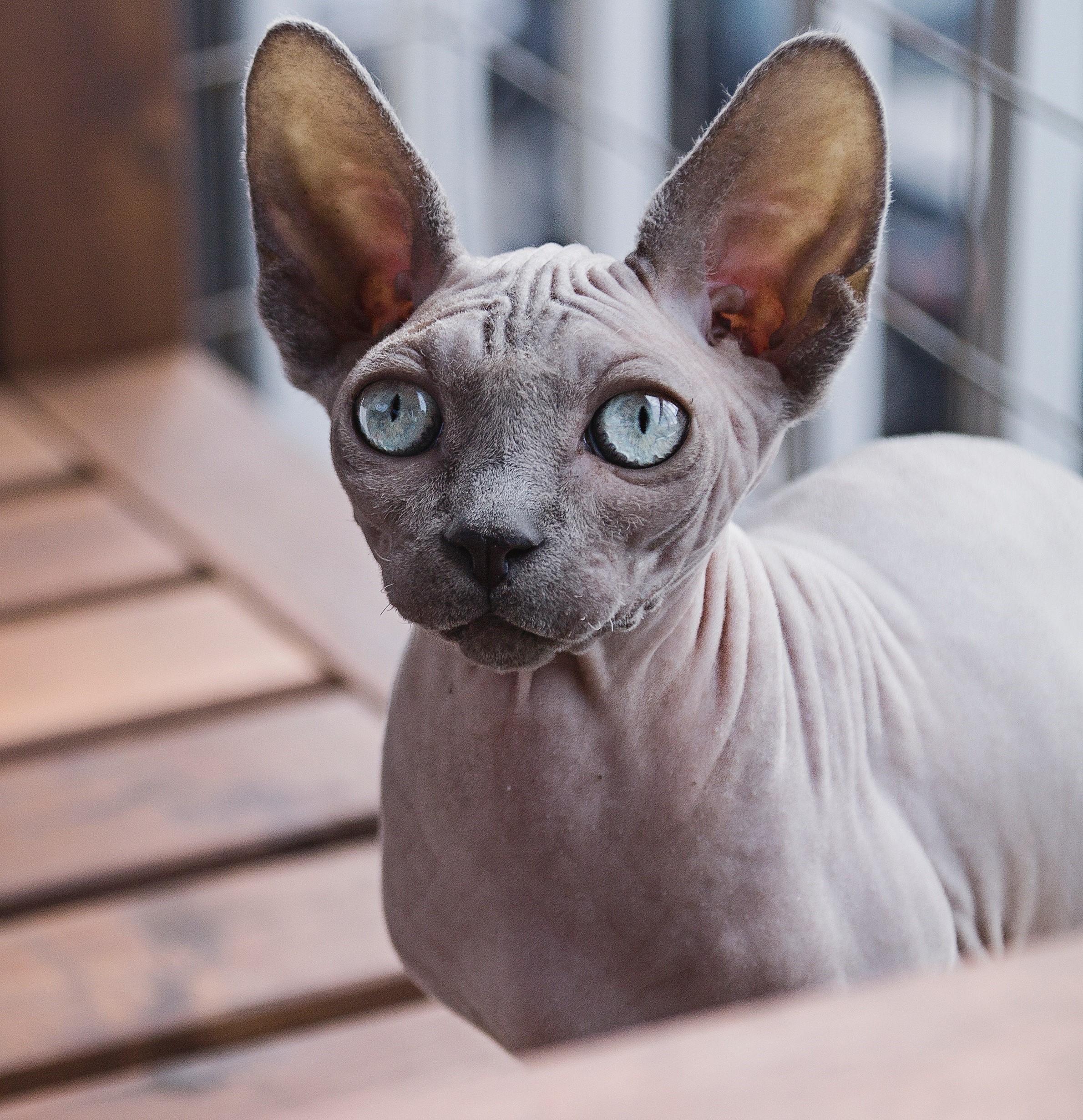 Cat bSu2exlkB