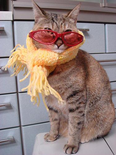 Cat ba