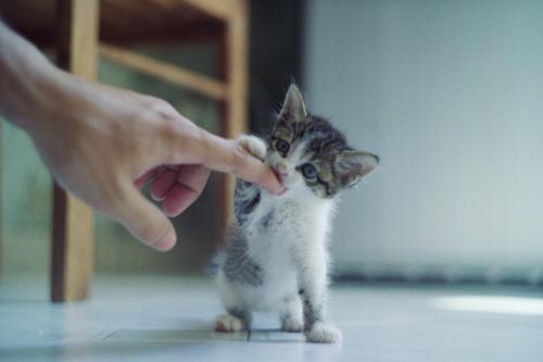 Cat ba4