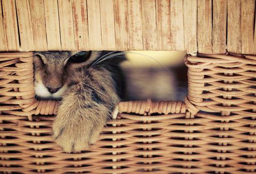 Cat ba5