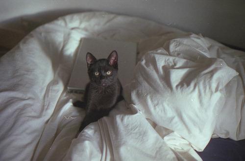 Cat ba8