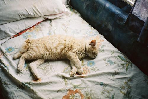 Cat baa