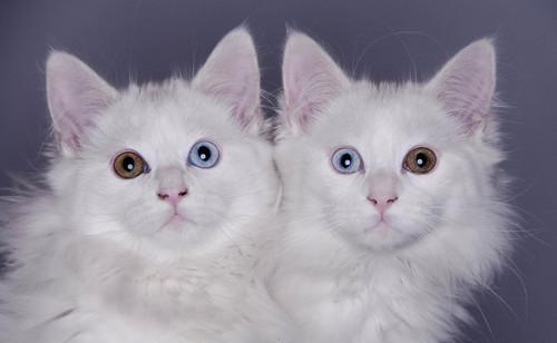 Cat bac