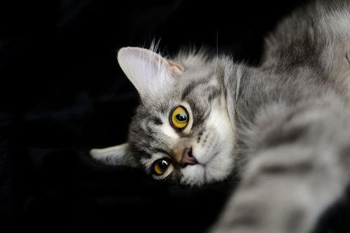 Cat bah