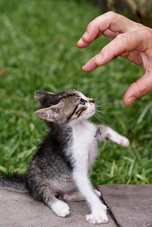Cat baj