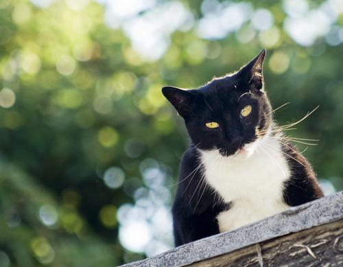 Cat bam
