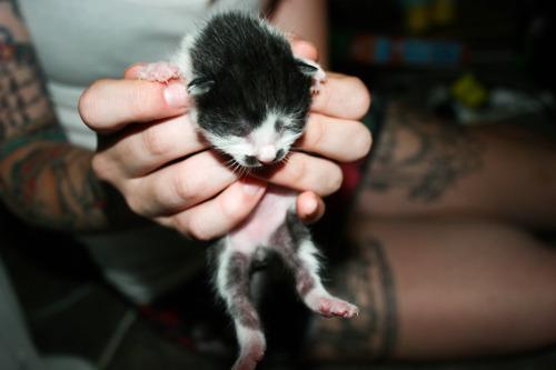 Cat bb1