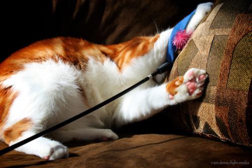 Cat bb4