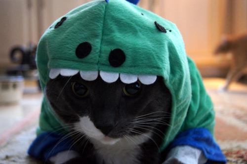 Cat bb5