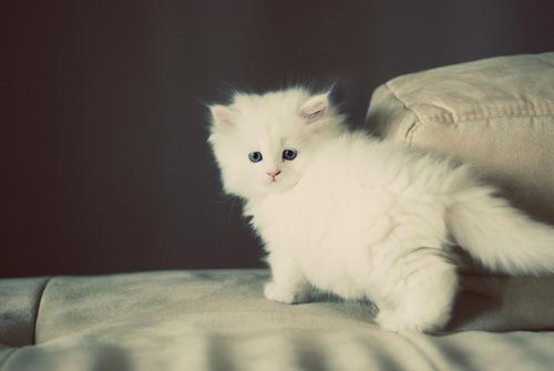 Cat bb9