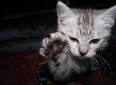 Cat bbc