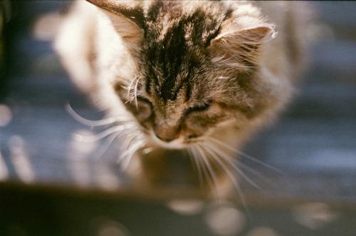 Cat bbd