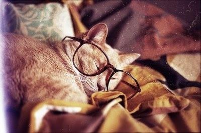 Cat bbf