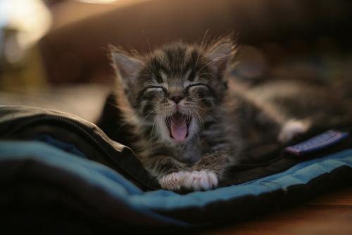 Cat bbl