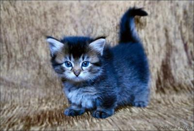 Cat bbm