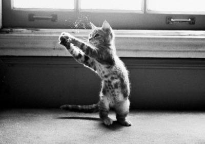 Cat bbr