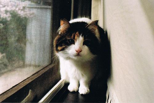 Cat bbt
