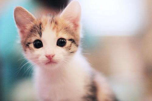 Cat bbv