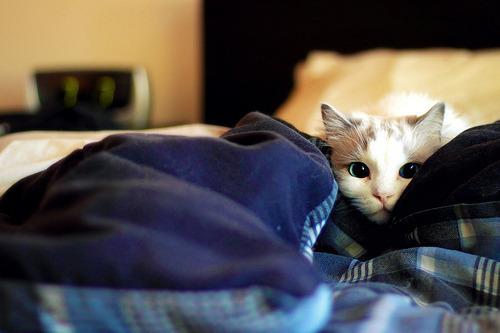 Cat bc0