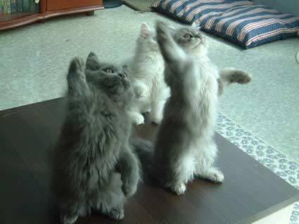 Cat bc2