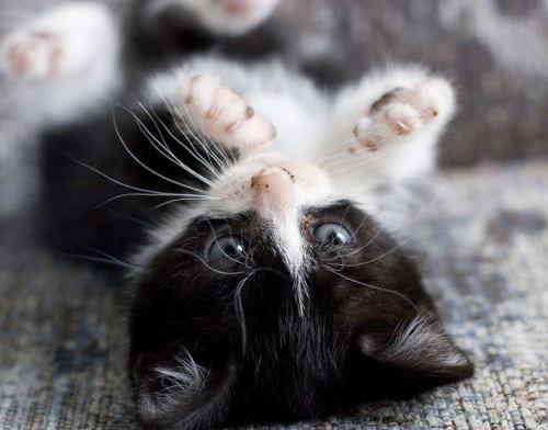 Cat bca