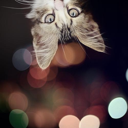 Cat bcd