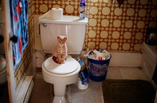 Cat bcf