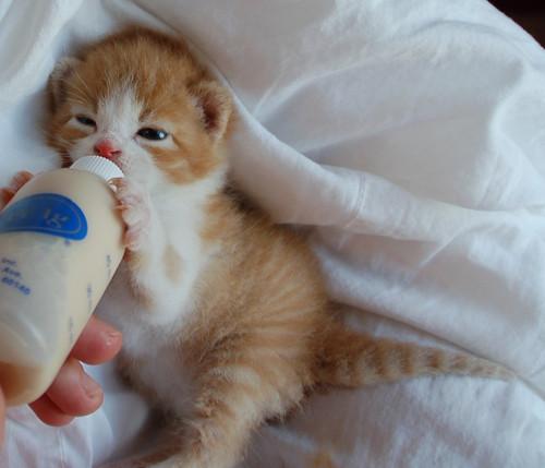 Cat bcj