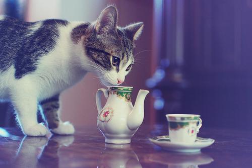 Cat bcl