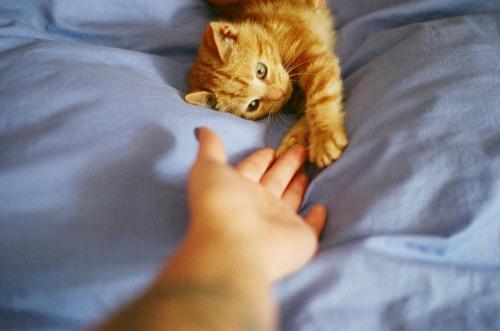 Cat bcq