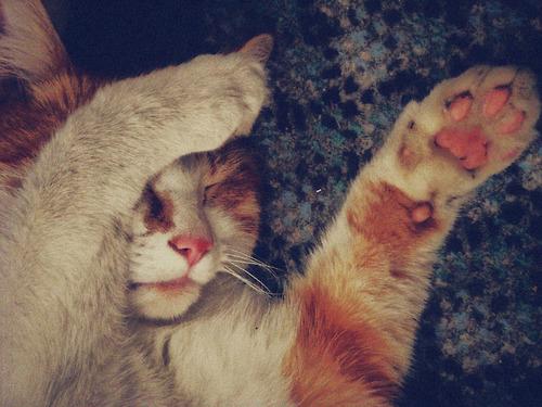 Cat bcs