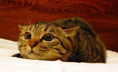 Cat bcu