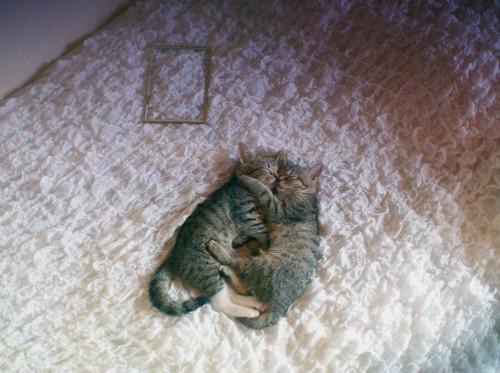 Cat bcv