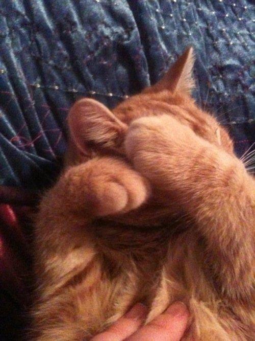 Cat bdb