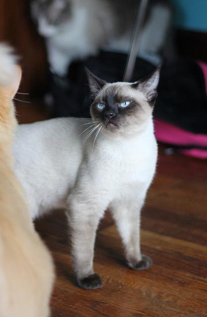 Cat bdd