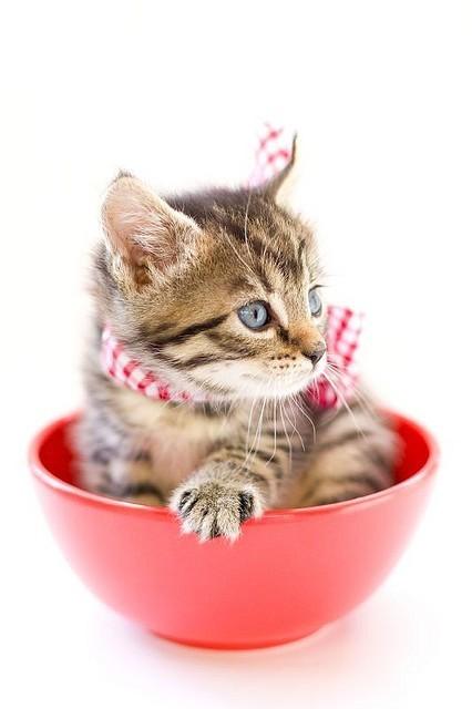 Cat bdf