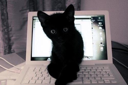 Cat bdg
