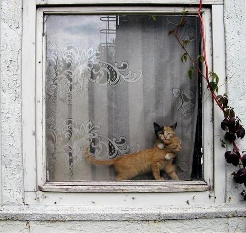 Cat bdh