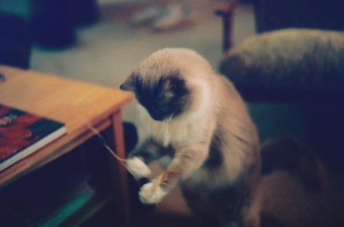 Cat bdl