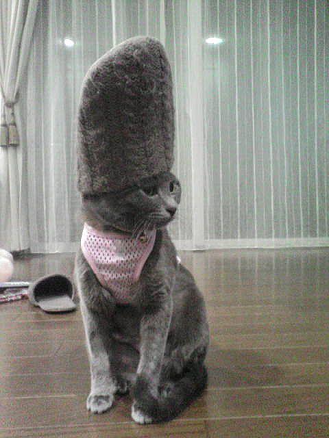 Cat bdm