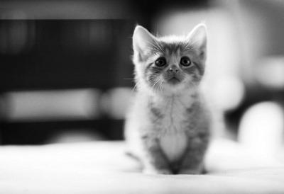 Cat bdn