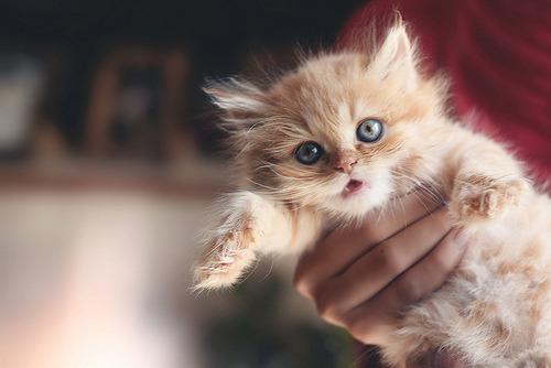 Cat bdt