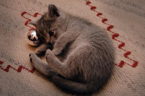 Cat be0