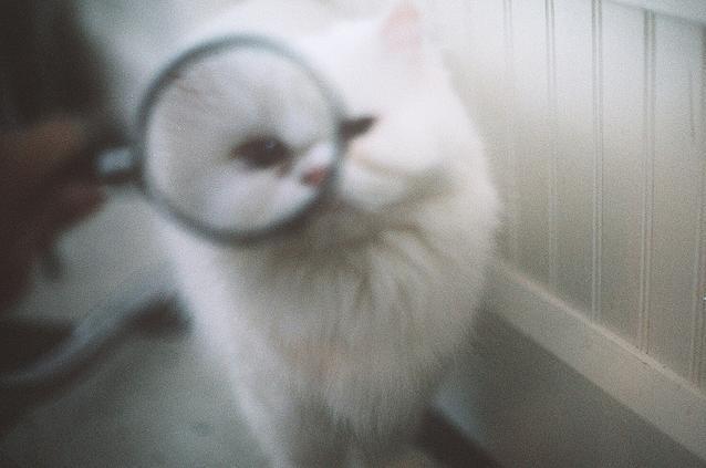 Cat be3