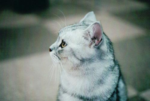 Cat bea