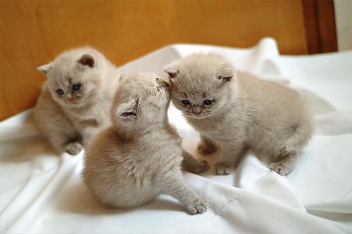 Cat bef