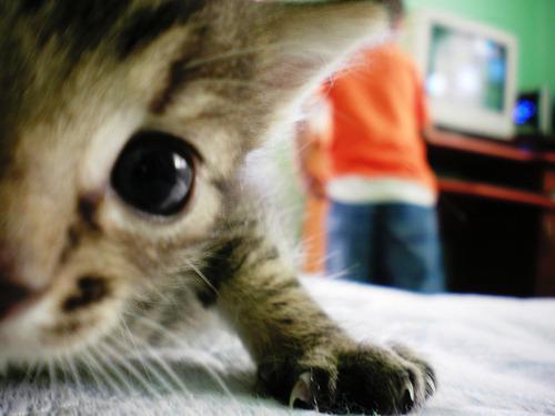 Cat beh