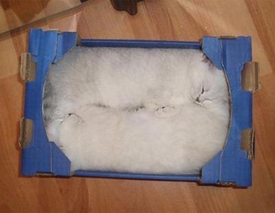 Cat bei